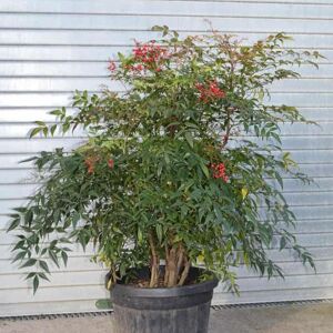 Nandina domestica 60-80 cm